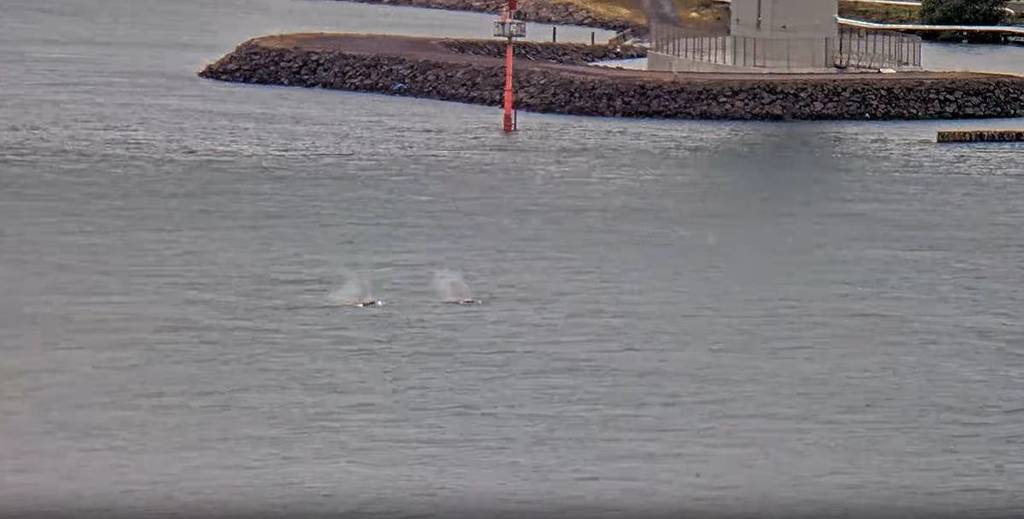 two water splashes from whales near West Gate Bridge