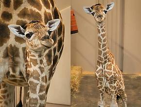 Melbourne Zoo Has Welcomed Its First Giraffe Calf In Almost 20 Years