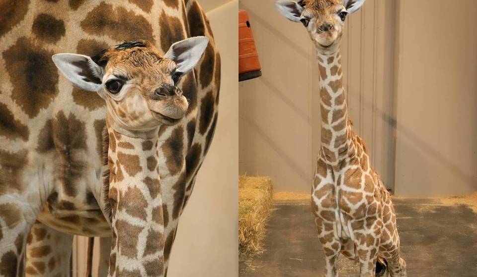 Melbourne Zoo Has Welcomed Its First Giraffe Calf In Almost 20 Years