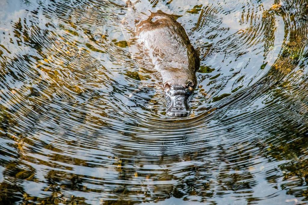 a platypus swimming, with ripples moving out around it