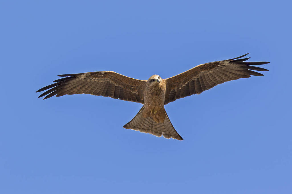 a black kite bird flying near Cohuna