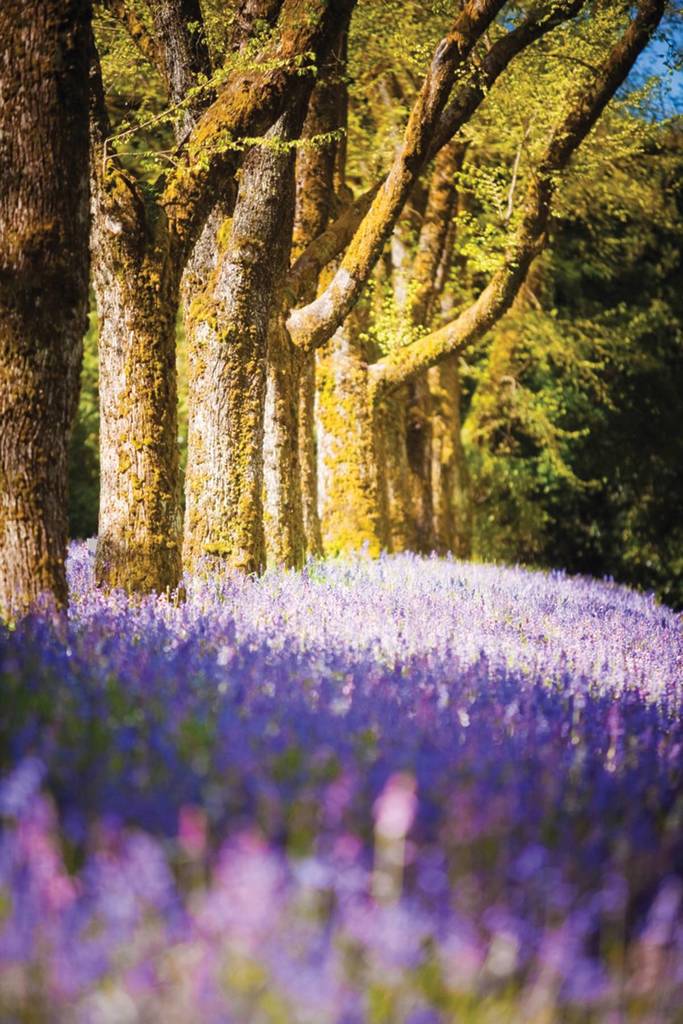 bluebells blooming under trees at Duneira Estate