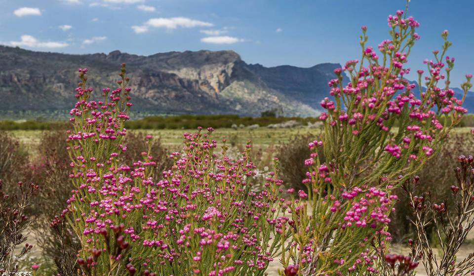 This National Park Three Hours Away From Melbourne Is Filled With Scenic Wildflower Walks