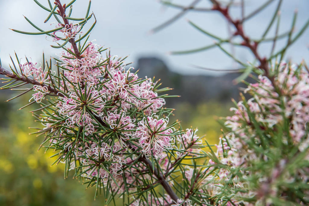 a light pink type of wildflower in the grampians