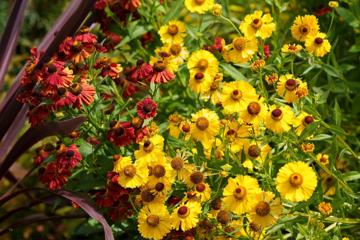 A close-up of vibrant yellow and red flowers in full bloom, in a garden in Olinda, Victoria