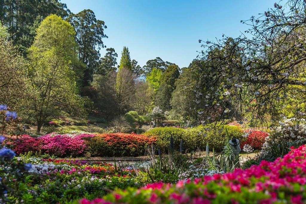 Vibrant azalea bushes in full bloom, surrounded by lush greenery and tall trees in the Dandenong Ranges garden in Olinda