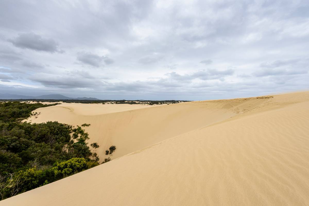 The vast, golden sand dunes of The Big Drift, with windswept sand stretching under an open sky