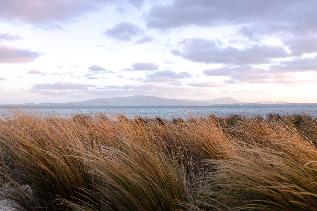 Golden grasses swaying in the breeze, overlooking the calm waters of Yanakie with rolling hills in the background