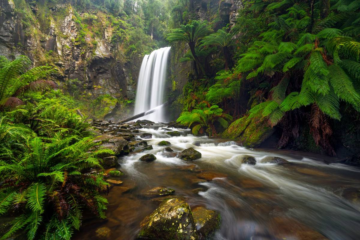 A lush rainforest with vibrant ferns surrounding a cascading waterfall near Apollo Bay