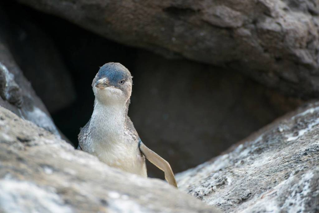 one of the little penguins hanging out by rocks near St Kilda pier