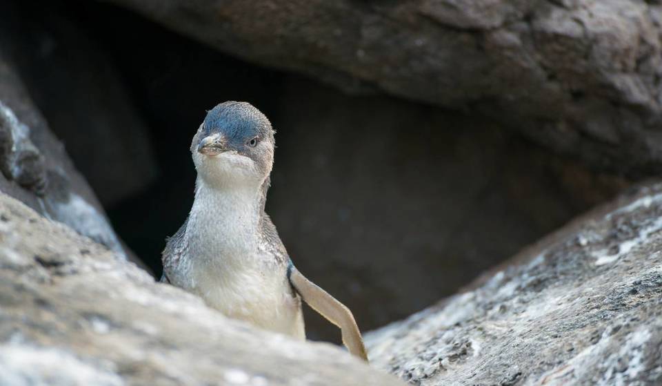 The Little Penguins Are Back! Bookings Are Now Open For The Free And New Penguin Viewing Experience In St Kilda