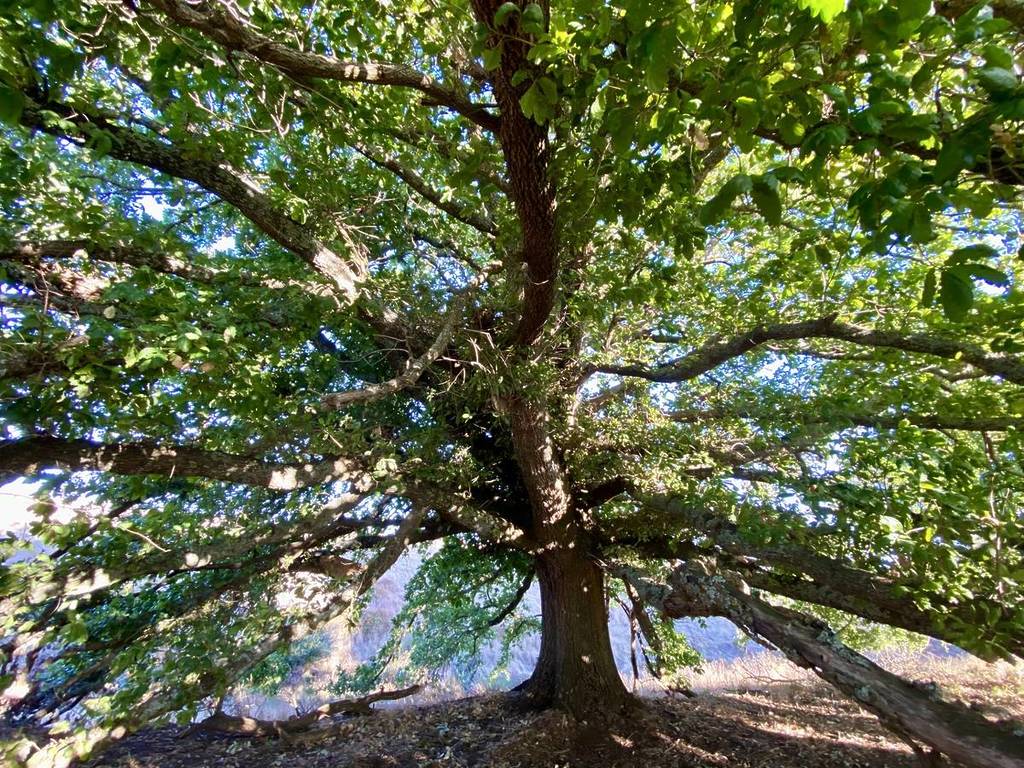 the large canopy of the Algerian Oak tree in Kingston, which won Victorian Tree of the Year 2025