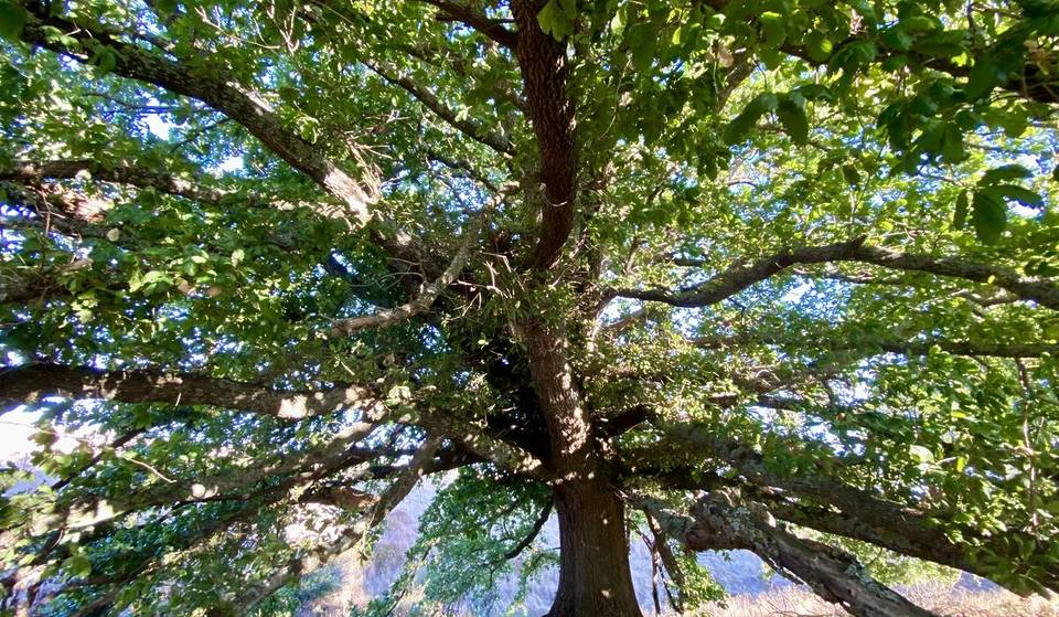 A Stunning Oak Tree That&#8217;s Over 130 Years Old Has Been Named As The Victorian Tree Of The Year — But It&#8217;s In Danger