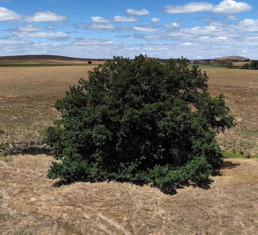 view of Algerian Oak tree from above