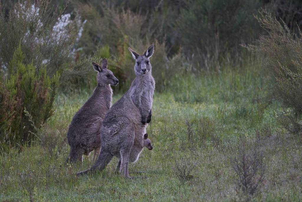 There&#8217;s A Short And Easy Trail Near Melbourne Where You&#8217;ll See Mobs Of Wild Kangaroos