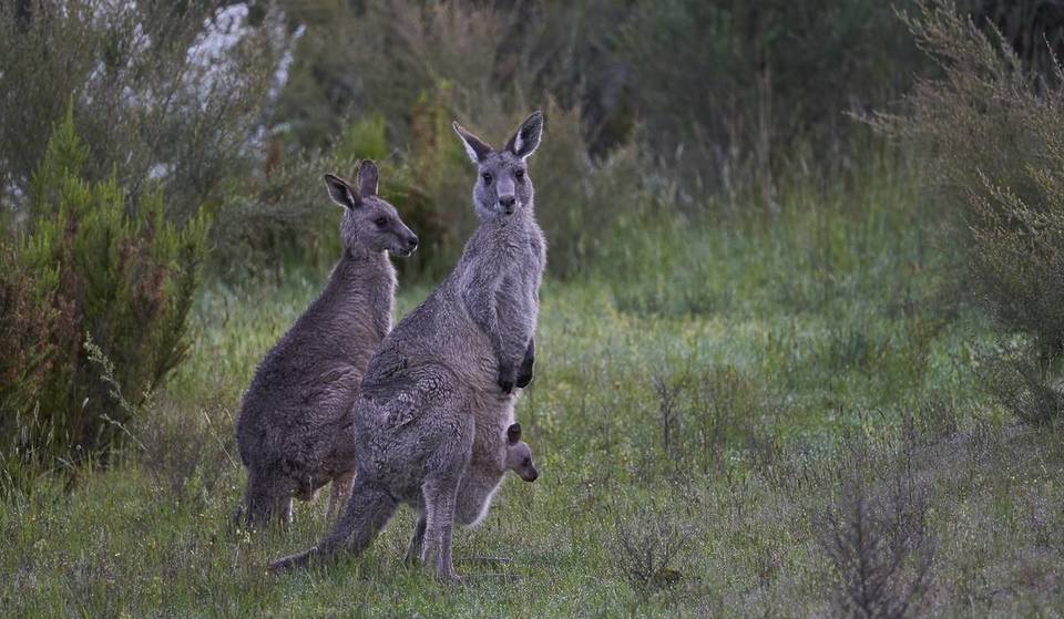 There&#8217;s A Short And Easy Trail Near Melbourne Where You&#8217;ll See Mobs Of Wild Kangaroos