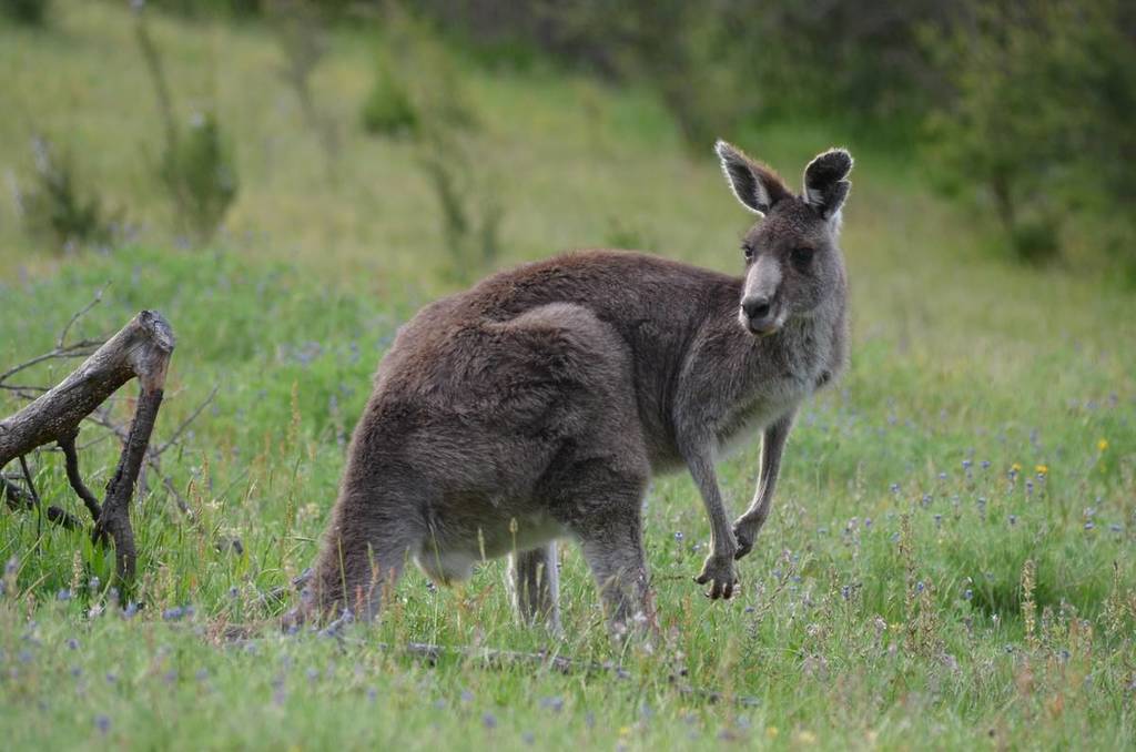 an Eastern grey kangaroo in Cardinia Reservoir Park, which you can see from the Kangaroo Viewing Trail