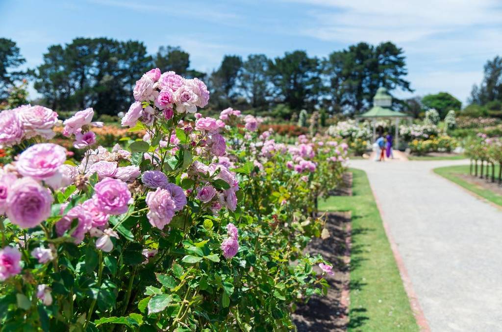 pink roses blooming on a path leading to the gazebo at Victoria State Rose Garden