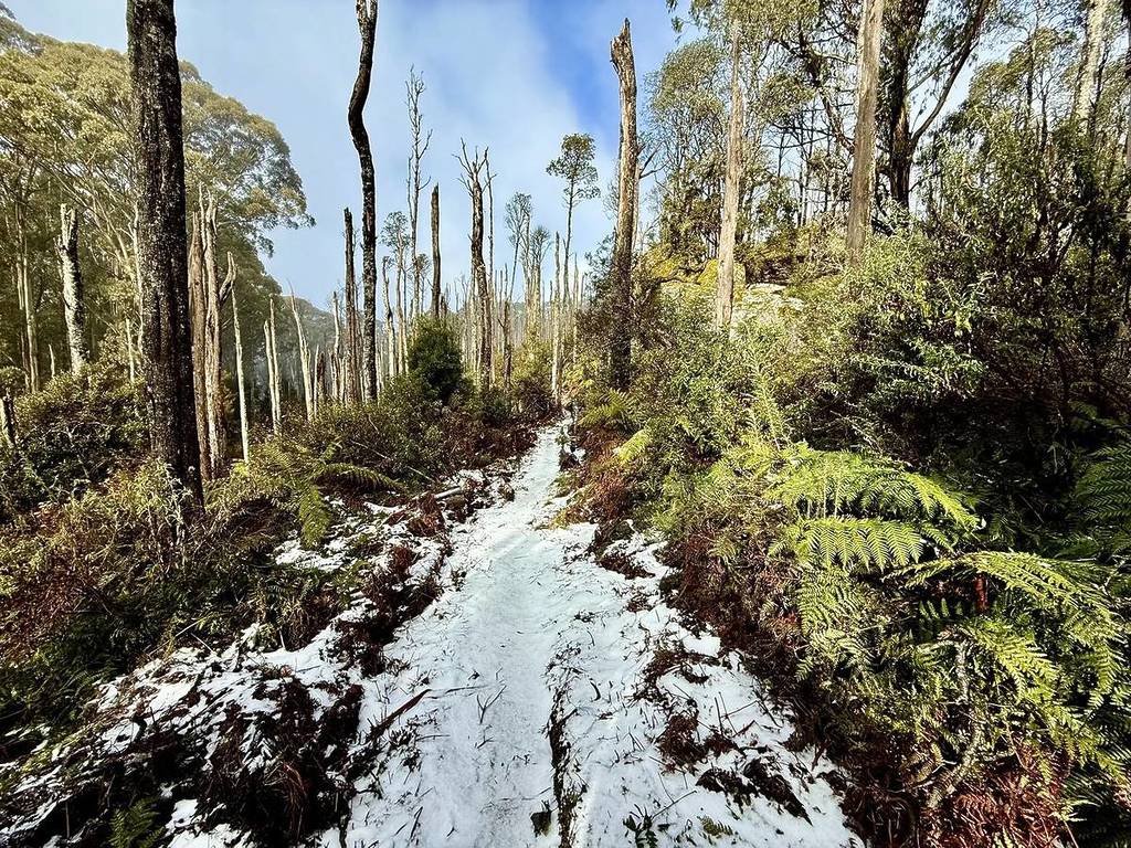 snow among native trees and ferns on walking track to Mushroom Rocks
