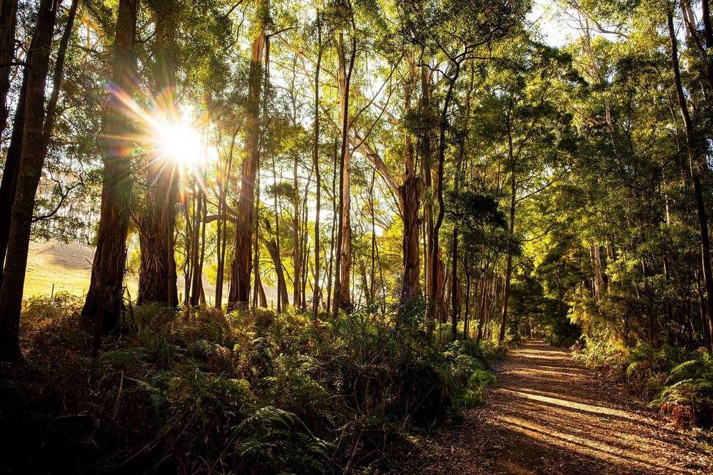 sun peeking through forest trees on a path near Timboon