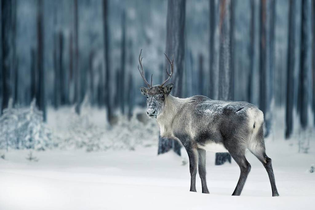 reindeer in the snow in Finland