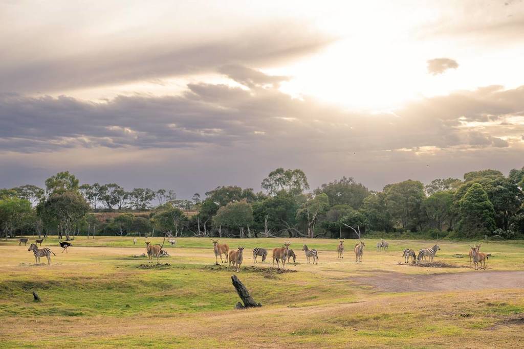 animals on the savannah at sunset at Werribee Open Range Zoo