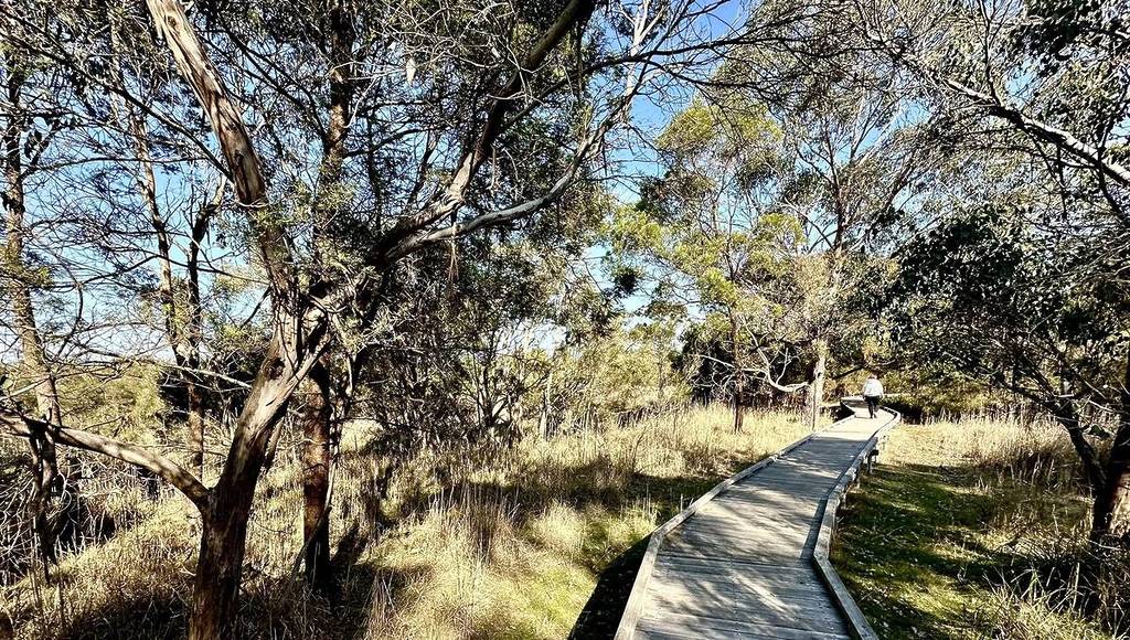 a boardwalk through native bush on a sunny day