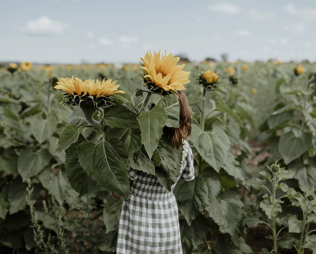 woman carrying two sunflowers over her shoulder in a sunflower field in Dunnstown