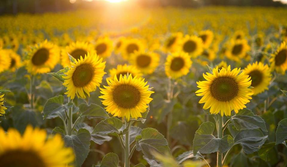 From Friendly Farms To Dreamy Gardens: Where To Find The Most Stunning Sunflowers Near Melbourne This Summer