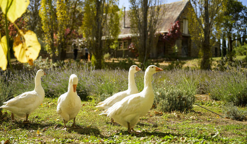 This Charming 100-Acre Farm Near Daylesford Is A Lavender-Filled Slice Of Europe, And Now Is The Perfect Time To Visit