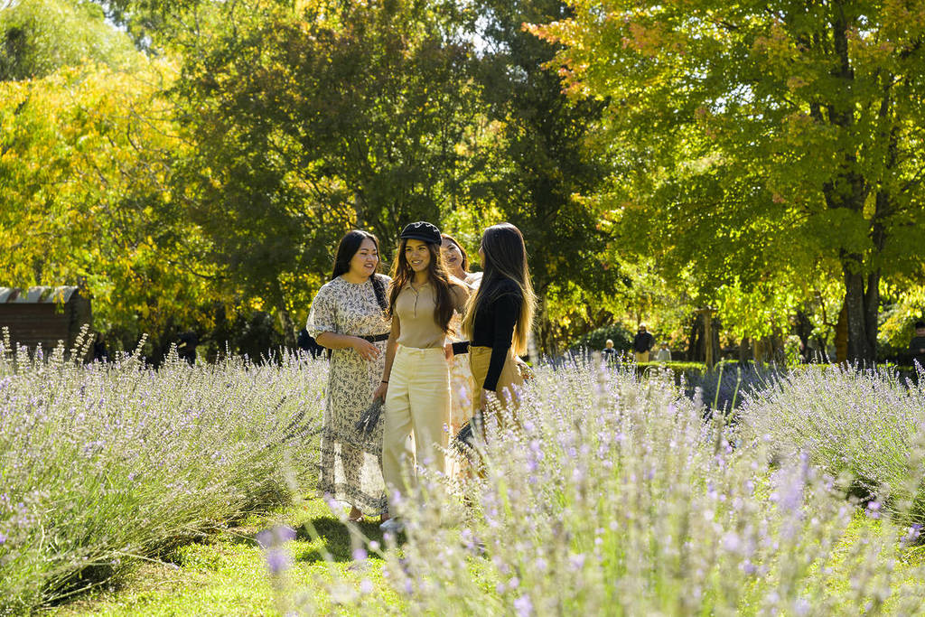 group of women walking through lavender at Lavandula Swiss Italian Farm