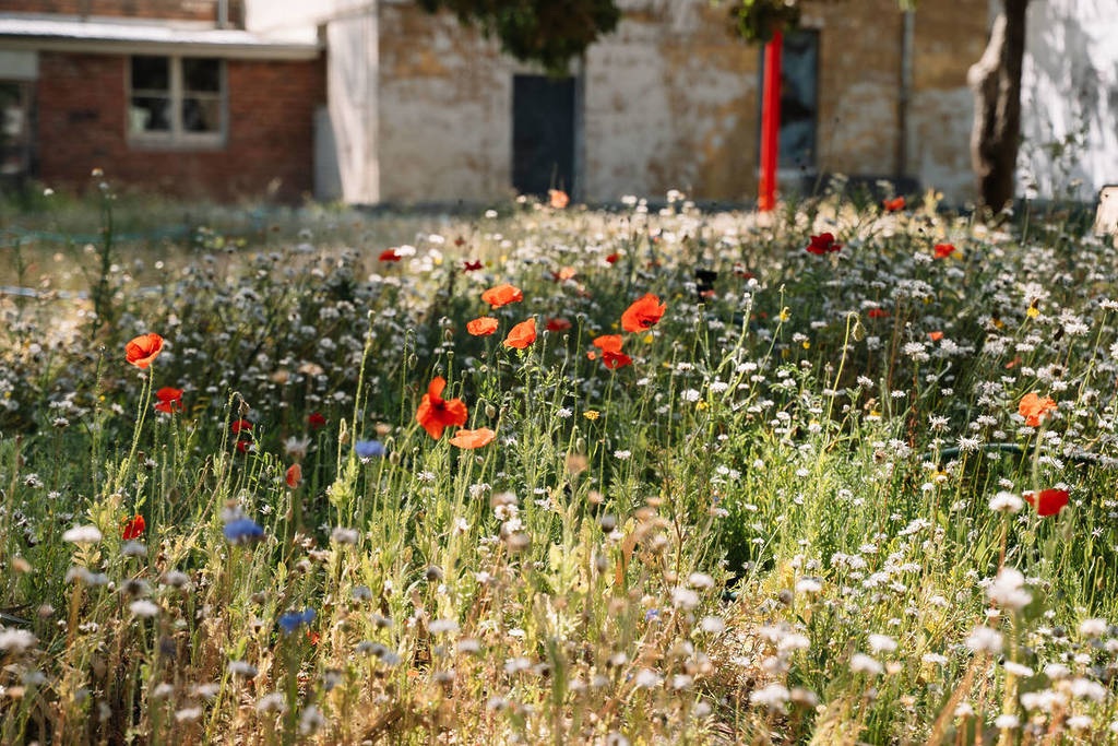wildflowers on a sunny day at Super Bloom at the Convent