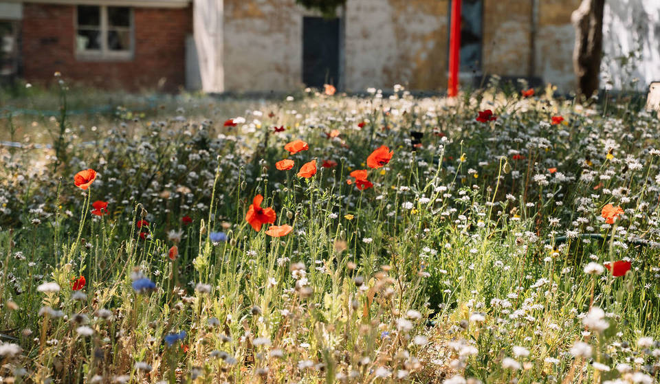 An Enchanting Wildflower Meadow At A Historic Site In Abbotsford Has Just Reached Full Bloom