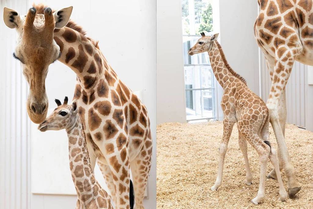 to the left, an image of the second giraffe calf with his mum, and to the right, a view of the giraffe calf's body in full as he stands in the barn at Melbourne Zoo