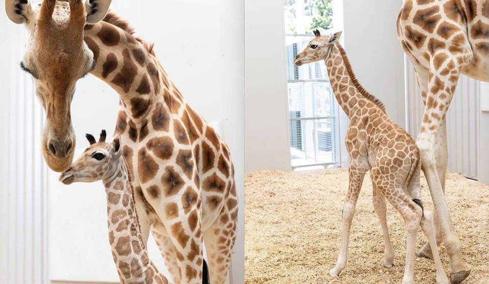 This 85kg Giraffe Just Made Its ‘Spectacular Drop’ Into The World, And Is The Second Giraffe Calf To Be Born At Melbourne Zoo In Six Months
