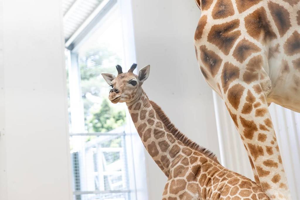 baby giraffe looking up