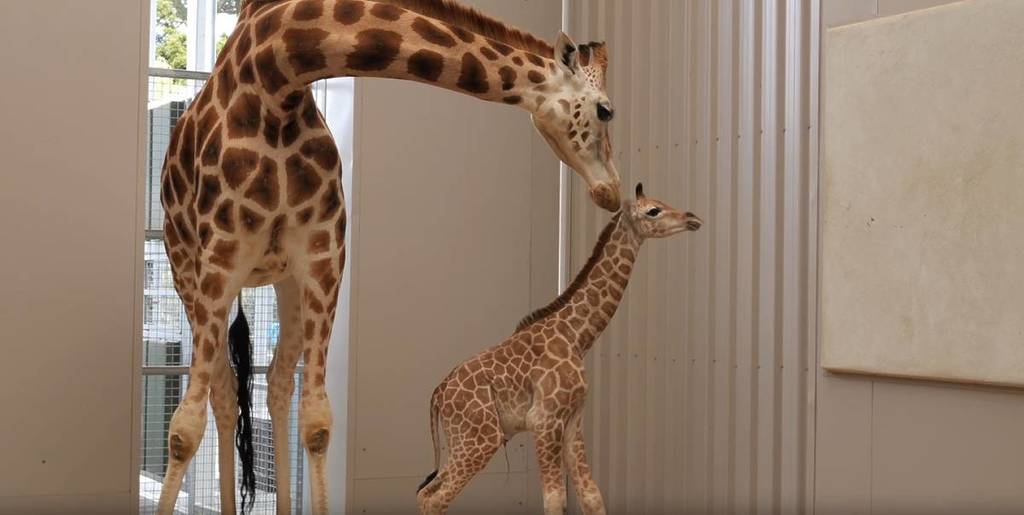 mum Iris about to lick her calf