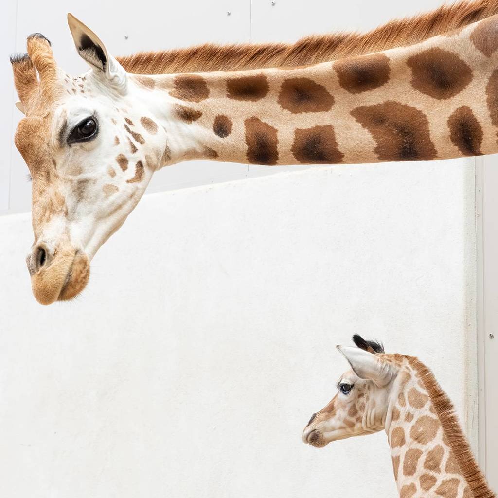 mum Iris looking over her giraffe calf