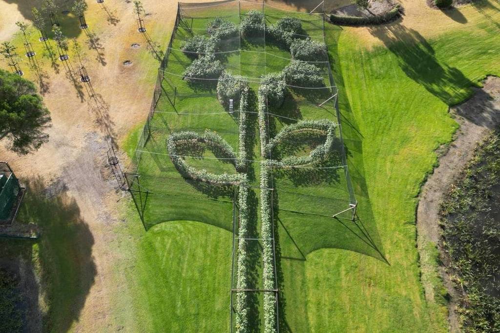 view of World's Largest Sunflower arrangement at Mornington Green from above