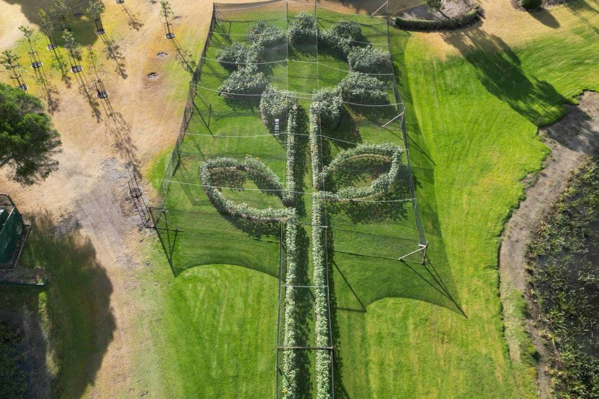 The World's Largest Sunflower, Made From 3,000 Blooms, Will Soon
