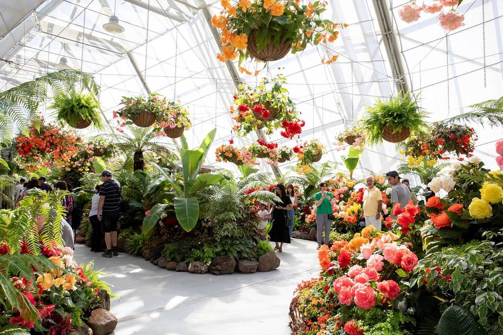 flowers on display in the conservatory at the Ballarat Begonia Festival