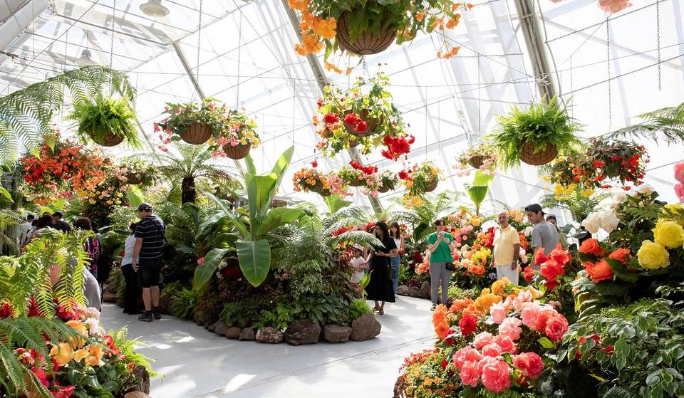 600 Rare Begonias In Bloom: This Free Flower Festival In Ballarat Is The Perfect Reason For A Road Trip Over Labour Day Weekend