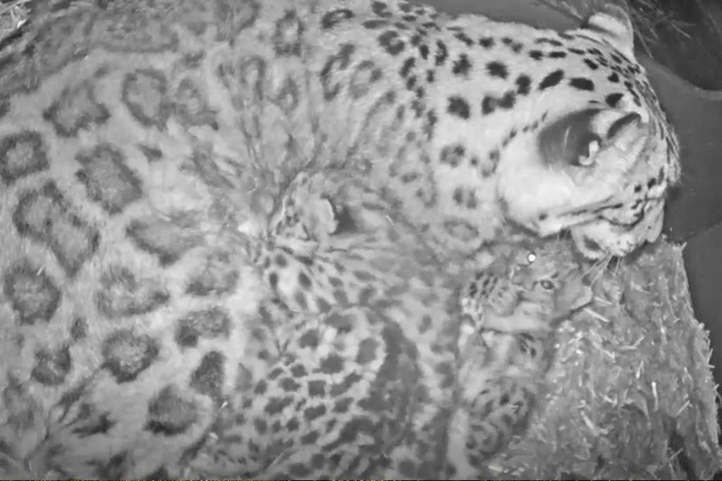 black and white image of snow leopard mum with four cubs in their den at Melbourne Zoo