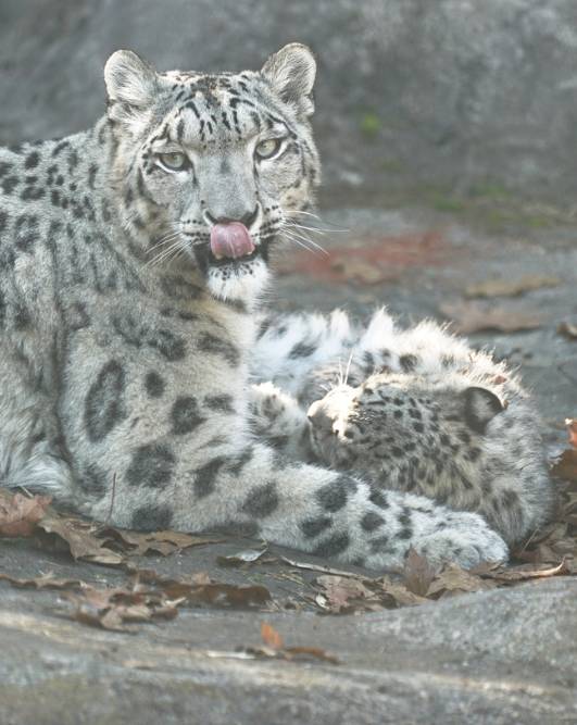 snow leopard licking lips while holding a smaller cub between front paws