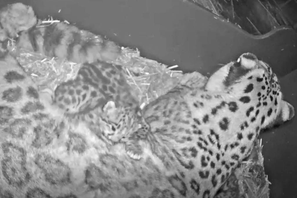 one of the snow leopard cubs climbing up from Miska's stomach to back