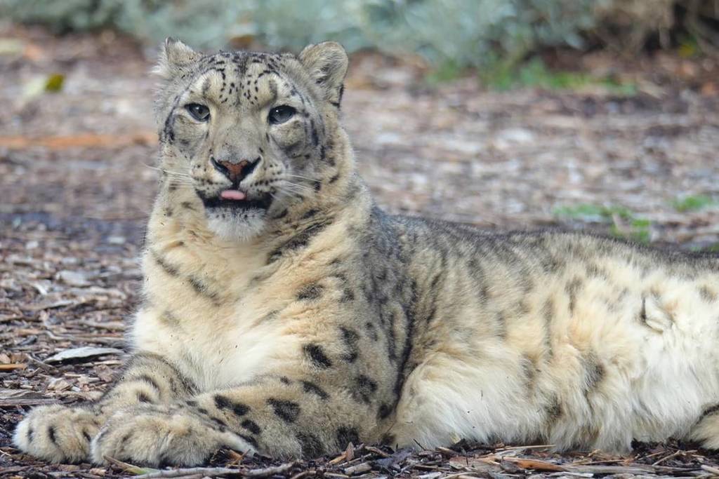 Miska the snow leopard with her tongue slightly poking out on a sunny day at Melbourne Zoo