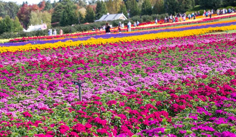 Millions Of Flowers Will Soon Bloom At This Dreamy Autumn Festival In The Dandenong Ranges – And It’s Dog-Friendly!
