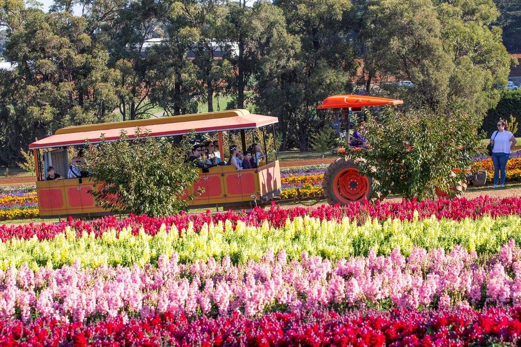 a tractor train ride going past flowers at Tesselaar Kabloom Festival of Flowers