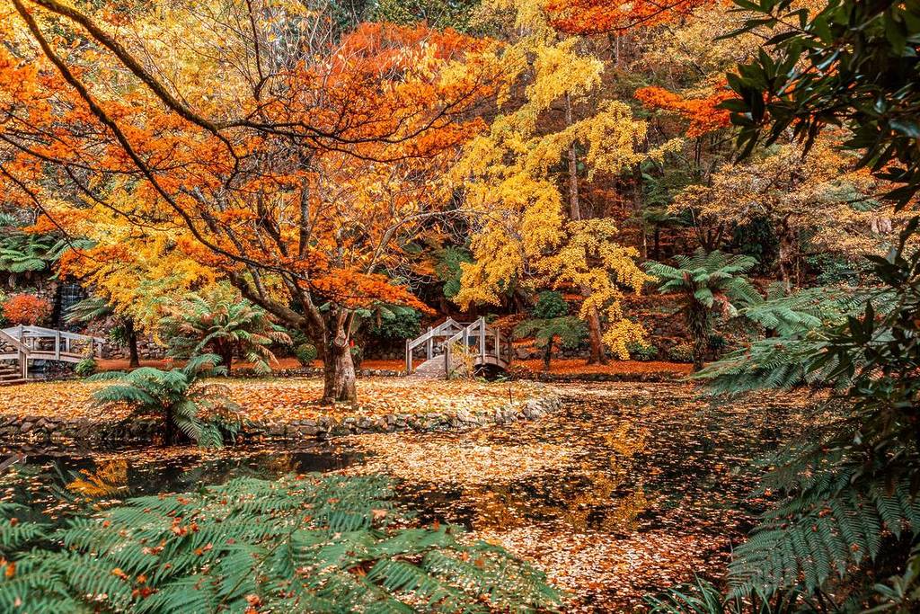 orange and yellow autumn foliage with a big tree and a little bridge at the Alfred Nicholas Memorial Gardens