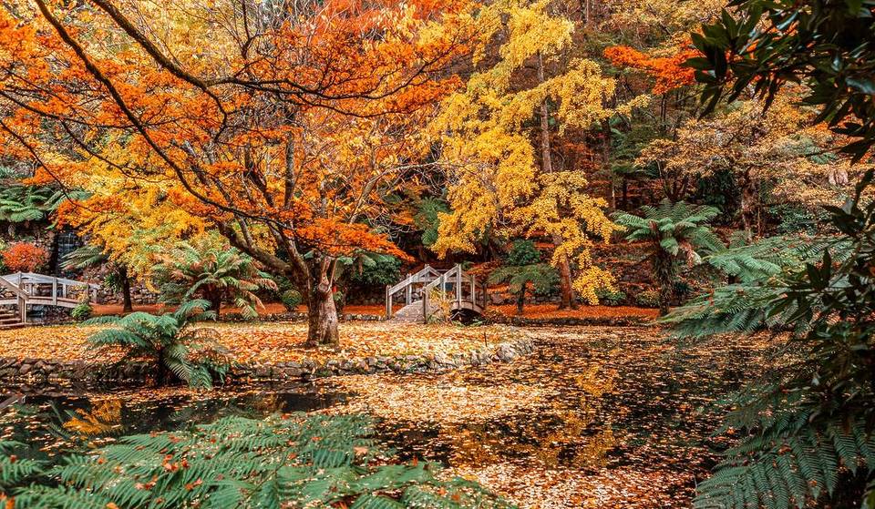 This Fairytale Garden 1 Hour Away From Melbourne Is A Must-Visit In Autumn, With Golden Ginkgo Trees, Little Bridges And A Rustic Boathouse